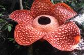 В джунглях Индонезии нашли самый большой в мире цветок