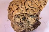 В черепе убитого человека нашли загадочный мозг