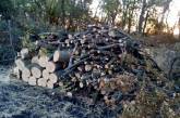 На Херсонщине «черные» лесорубы напали на сотрудников лесоохраны, есть погибший