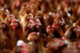 Птичий грипп: украинцев призвали не покупать курятину в местах стихийной торговли