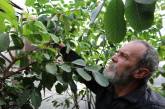 Бананы, гуайава, питахайя и кумкват: житель Николаева растит «эдемский сад»