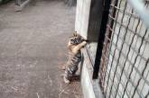 В Одесском зоопарке родился краснокнижный тигренок. Видео
