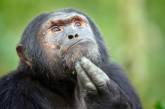 Вакцина против коронавируса успешно испытана на обезьянах