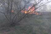 В селе под Николаевом подростки с хаски устроили масштабный пожар камыша