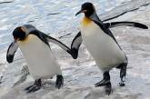 Ученых, изучающих королевских пингвинов, одурманило из-за фекалий птиц