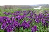 Аномальная засуха: на Николаевщине дикие орхидеи оказались под угрозой