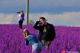 В Одесской области появилось «фиолетовое поле»