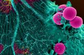 В раковых клетках нашли мощную защиту от вирусов