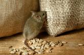 «Съели мыши»: в Госрезерве выявили недостачу зерна на 800 миллионов