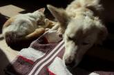 7 собак и 8 кошек: в Николаевском доме конфликт между жильцами