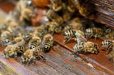 В Николаевской области массовый мор пчел – погибло 70% пасеки