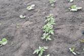 Житель Николаевщины выращивал «для себя» 89 кустов конопли: теперь ему грозит реальный срок