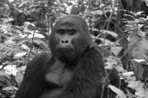 «Самая известная горилла Африки» погибла от рук браконьеров
