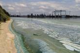 Сине-зеленая вода лимана в Николаеве: мора рыб не обнаружено. ВИДЕО