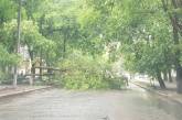 В Николаеве упавшее дерево перегородило улицу и оборвало провода