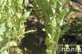 На Николаевщине мужчина во дворе выращивал 430 кустов конопли и мака