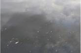 На реке Мертвовод на Николаевщине зафиксирован массовый мор рыбы