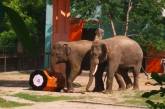 В николаевском зоопарке показали, как слоны играют в футбол новой игрушкой