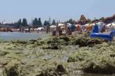 Зеленая жижа на пляжах: море в Одессе будет цвести еще месяц. ВИДЕО