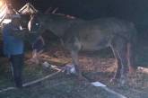 На Николаевщине лошадь упала в заброшенный трехметровый колодец
