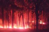 В Николаеве подожгли Балабановский лес