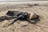 Жители Британии нашли на пляже 4-метровую тушу неизвестного существа