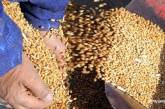 На Черниговщине «мыши съели» 600 тонн зерна Госрезерва