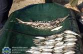 В Николаевской области браконьеры наловили рыбы почти на 140 тысяч гривен