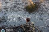 Из-за прорыва плотины на Южном Буге массово погибла краснокнижная рыба