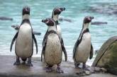 Смотритель зоопарка продавал через Facebook пингвинов и цапель: его отправили в тюрьму