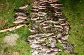 Под Николаевом браконьер выловил рыбы на почти 16 тысяч