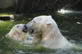 Белые медведи в Николаевском зоопарке отметили день рождения: история медвежьей любви