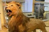 В Николаевском музее рассказали историю льва-великана. ФОТО