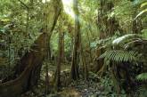Амазонские леса могут полностью исчезнуть уже до 2064 года - ученые