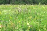 Житель Николаевской области незаконно использовал пастбище под выращивание вредных для почвы культур