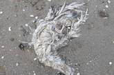 На одесском причале нашли мертвых птиц