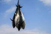 В Японии двухсоткилограммового тунца продали за 202 тысячи долларов 