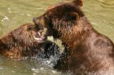 В Николаевском зоопарке день рождения отметили два медведя – им по 21 году