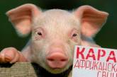 В Николаевской области выявили африканскую чуму свиней