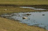 В Херсонской области продолжают гибнуть краснокнижные журавли