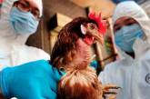 Птичий грипп в Николаевской области: охвачено уже 5 районов