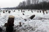 Директор одесского лесхоза незаконно вырубил деревья на 5 млн. грн.
