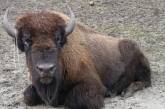 В эко-парке под Киевом стадо бизонов напало на людей