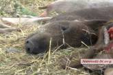 В Николаевской области трупы свиней, погибших от АЧС, выбросили на свалку