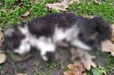 Полиция Одесской области задержала и отпустила парня, который отрезал лапы котам