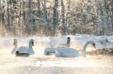 В Николаевской области дети провалились под лед, желая поближе рассмотреть белоснежных лебедей