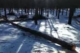 «Кладбище деревьев!» - в Николаеве уничтожают Матвеевский лес. ВИДЕО