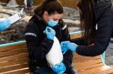 В Норвегии начали пингвинов вакцинировать от птичьего гриппа. ВИДЕО