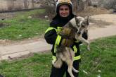 В Николаеве пес упал в открытый люк – на помощь пришли спасатели
