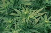 Еще в одном штате США легализовали марихуану